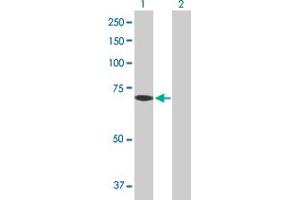 Western Blot analysis of COLEC12 expression in transfected 293T cell line by COLEC12 MaxPab polyclonal antibody. (COLEC12 anticorps  (AA 1-622))