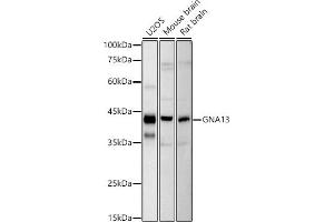Western blot analysis of extracts of various cell lines, using GN antibody (ABIN7267535) at 1:1000 dilution. (GNA13 anticorps)
