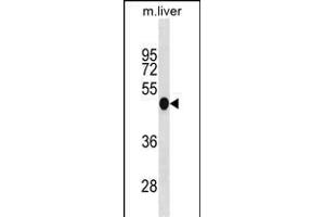 MOUSE Irf3 Antibody (N-term) (ABIN1881465 and ABIN2838961) western blot analysis in mouse liver tissue lysates (35 μg/lane).