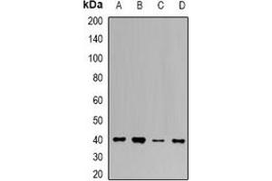 Western blot analysis of UROD expression in K562 (A), HepG2 (B), mouse liver (C), mouse kidney (D) whole cell lysates. (UROD anticorps)