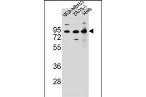 CTTNBP2NL Antibody (N-term) (ABIN656653 and ABIN2845894) western blot analysis in MDA-M,ZR-75-1,A549 cell line lysates (35 μg/lane). (CTTNBP2NL anticorps  (N-Term))
