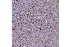 IHC analysis of SERAC1 using anti-SERAC1 antibody (ABIN7602709). (SERAC1 anticorps  (AA 97-623))