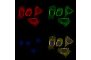 ABIN6264525 and ABIN6272534 staining HepG2 cells by IF/ICC. (PTRF anticorps  (Internal Region))