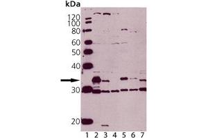 Western blot analysis of Caspase-3 pAb: Lane 1: MW Marker, Lane 2: Jurkat , Lane 3: Jurkat treated with staurosporine, Lane 4: MCF-7 (negative control), Lane 5: HeLa, (cell lysate) , Lane 6: Rat Spleen, Lane 7: Mouse Spleen. (Caspase 3 anticorps)