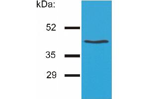 Western blotting analysis of HLA-G by the antibody MEM-G/4 on HLA-G1 transfectants (LCL-HLA-G1). (HLAG anticorps)
