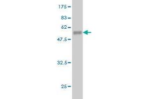 Western Blot detection against Immunogen (50.