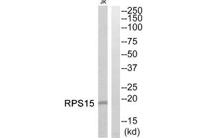 Western blot analysis of extracts from Jurkat cells, using RPS15 antibody. (RPS15 anticorps  (Internal Region))
