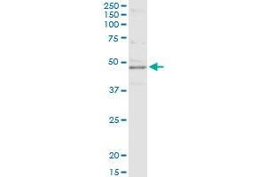 Immunoprecipitation of PPID transfected lysate using anti-PPID MaxPab rabbit polyclonal antibody and Protein A Magnetic Bead , and immunoblotted with PPID purified MaxPab mouse polyclonal antibody (B01P) .