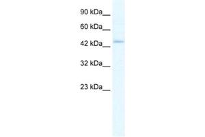 Western Blotting (WB) image for anti-Z-DNA Binding Protein 1 (ZBP1) antibody (ABIN2461412) (ZBP1 anticorps)
