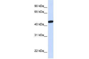 KRR1 antibody used at 1 ug/ml to detect target protein. (KRR1 anticorps  (C-Term))