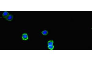 Immunofluorescent analysis of HepG2 cells using ABIN7160331 at dilution of 1:100 and Alexa Fluor 488-congugated AffiniPure Goat Anti-Rabbit IgG(H+L) (FAT Atypical Cadherin 2 (FAT2) (AA 123-314) anticorps)