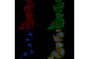 ABIN6259272 and ABIN6276054 staining Hela cells by IF/ICC. (MC1 Receptor anticorps  (C-Term))