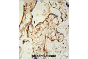PON2 antibody immunohistochemistry analysis in formalin fixed and paraffin embedded human placenta tissue followed by peroxidase conjugation of the secondary antibody and DAB staining. (PON2 anticorps  (AA 74-101))