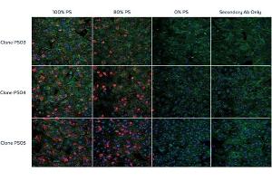 Biodistribution of ONT drug using selected Anti-PS monoclonal antibodies. (ModDetect® Phosphorothioate Panel)