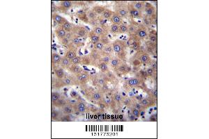 CDH19 Antibody immunohistochemistry analysis in formalin fixed and paraffin embedded human liver tissue followed by peroxidase conjugation of the secondary antibody and DAB staining. (CDH19 anticorps  (C-Term))