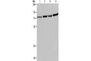 Western Blotting (WB) image for anti-Poly(A) Binding Protein, Cytoplasmic 1 (PABPC1) antibody (ABIN2430438) (PABP anticorps)