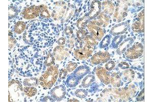 anti-Transcription Factor MafB (MAFB) (N-Term) antibody