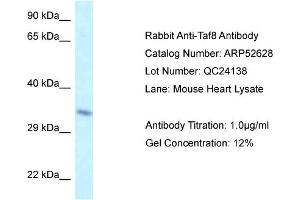 Western Blotting (WB) image for anti-TAF8 RNA Polymerase II, TATA Box Binding Protein (TBP)-Associated Factor, 43kDa (TAF8) (Middle Region) antibody (ABIN2774021) (TAF8 anticorps  (Middle Region))