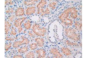 IHC-P analysis of Human Kidney Tissue, with DAB staining. (APOL1 anticorps  (AA 1-238))