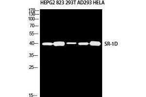 Western Blot (WB) analysis of HepG2 823 293T AD293 HeLa using SR-1D antibody. (5HT1D anticorps)