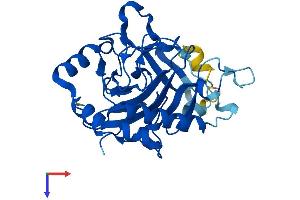 AlphaFold protein structure predicition of Human Recombinant PHYHD1 Protein, UniprotID Q5SRE7