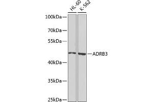 Western blot analysis of extracts of various cell lines, using  antibody (ABIN6134011, ABIN6136599, ABIN6136600 and ABIN6224718) at 1:1000 dilution. (ADRB3 anticorps  (AA 1-100))