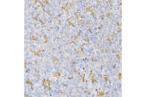 Immunohistochemistry of paraffin-embedded mouse kidney using TOM20 Rabbit mAb (ABIN7268554) at dilution of 1:100 (40x lens). (TOMM20 anticorps  (AA 20-145))