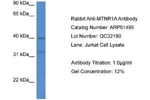 Western Blotting (WB) image for anti-Melatonin Receptor 1A (MTNR1A) (C-Term) antibody (ABIN2788825)