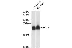Western blot analysis of extracts of various cell lines, using FXYD7 antibody (ABIN7267280) at 1:1000 dilution. (FXYD7 anticorps  (AA 1-80))