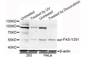 Western blot analysis of extracts of 293 and HeLa cells, using Phospho-FAS-Y291 antibody (ABIN5969870) at 1/1000 dilution. (FAS anticorps  (pTyr291))