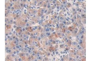 Detection of KLK6 in Human Pancreas Tissue using Polyclonal Antibody to Kallikrein 6 (KLK6)