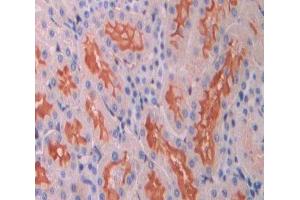 Used in DAB staining on fromalin fixed paraffin- embedded Kidney tissue (TLR9 anticorps  (AA 496-772))