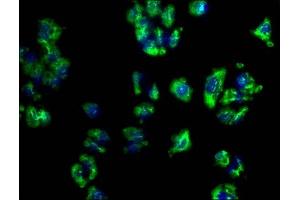 Immunofluorescence staining of HepG2 cells with ABIN7164680 at 1:100, counter-stained with DAPI. (PDCD1LG2 anticorps  (AA 21-118))