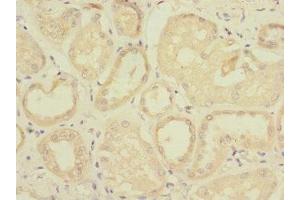 Immunohistochemistry of paraffin-embedded human kidney tissue using ABIN7171504 at dilution of 1:100 (TAPBPL anticorps  (AA 201-468))