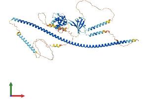 AlphaFold protein structure predicition of Human Recombinant DIXDC1 Protein, UniprotID Q155Q3