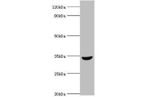 Western blot All lanes: MSI2 antibody at 10 μg/mL + HepG2 whole cell lysate Secondary Goat polyclonal to rabbit IgG at 1/10000 dilution Predicted band size: 36, 29, 18 kDa Observed band size: 36 kDa (MSI2 anticorps  (AA 1-80))