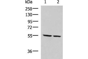 Western blot analysis of LOVO and LO2 cell lysates using ECM1 Polyclonal Antibody at dilution of 1:650 (ECM1 anticorps)