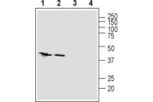 Western blot analysis of rat (lanes 1 and 3) and mouse (lanes 2 and 4) brain lysates: - 1,2.