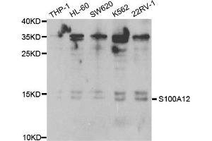 Western Blotting (WB) image for anti-S100 Calcium Binding Protein A12 (S100A12) antibody (ABIN1876516) (S100A12 anticorps)