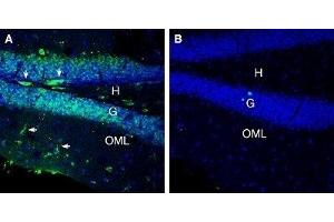 Expression of 5HT7 Receptor in mouse hippocampus - Immunohistochemical staining of perfusion-fixed frozen mouse brain sections with Anti-5HT7 Receptor/HTR7 (extracellular) Antibody (ABIN7042876, ABIN7045292 and ABIN7045293), (1:300), followed by goat anti-rabbit-AlexaFluor-488.