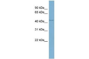 WB Suggested Anti-WDR8 Antibody Titration:  0. (WDR8 anticorps  (Middle Region))