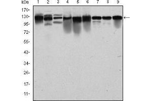 Western blot analysis using MCM2 mouse mAb against PC-12 (1), Cos7 (2), NIH/3T3 (3), HepG2 (4), HEK293 (5), K562 (6), Jurkat (7), Hela (8) and MCF-7 (9) cell lysate. (MCM2 anticorps)