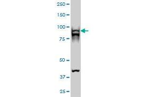 RAD54B monoclonal antibody (M01), clone 4A7 Western Blot analysis of RAD54B expression in Hela S3 NE .