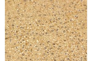 TBC1D21 Mouse Monoclonal Antibody at 1/100 staining mouse liver tissue by IHC-P. (TBC1D21 anticorps)