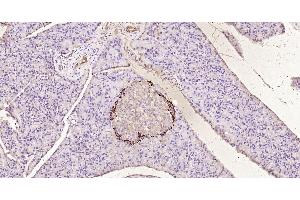 Paraformaldehyde-fixed, paraffin embedded Mouse pancreas; Antigen retrieval by boiling in sodium citrate buffer (pH6.
