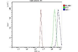 Flow Cytometry analysis of A431 cells using anti-MAFF antibody (ABIN7599317). (MafF anticorps  (AA 1-37))