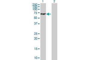 Western Blot analysis of MTMR14 expression in transfected 293T cell line by MTMR14 MaxPab polyclonal antibody. (MTMR14 anticorps  (AA 1-529))