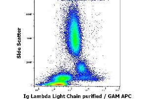 Flow cytometry surface staining pattern of human peripheral whole blood stained using anti-human Ig Lambda Light Chain (1-155-2) purified antibody (concentration in sample 4 μg/mL, GAM APC). (Lambda-IgLC anticorps)