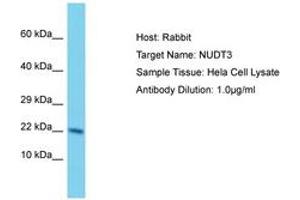 Image no. 1 for anti-Nudix (Nucleoside Diphosphate Linked Moiety X)-Type Motif 3 (NUDT3) (AA 73-122) antibody (ABIN6750585)
