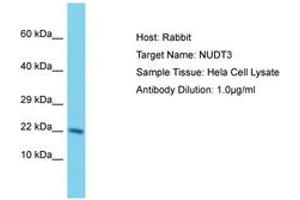 Image no. 1 for anti-Nudix (Nucleoside Diphosphate Linked Moiety X)-Type Motif 3 (NUDT3) (AA 73-122) antibody (ABIN6750585) (NUDT3 anticorps  (AA 73-122))
